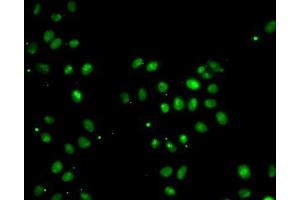 Immunofluorescence analysis of MCF7 cells using MORF4L1 antibody. (MORF4L1 anticorps  (AA 1-100))