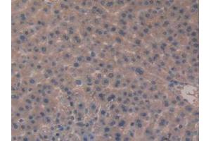 IHC-P analysis of Rat Liver Tissue, with DAB staining. (Meprin B anticorps  (AA 433-679))