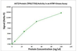Bioactivity measured with Activity Assay (AKT2 Protein (Myc-DYKDDDDK Tag))