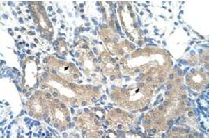 Immunohistochemical staining (Formalin-fixed paraffin-embedded sections) of human kidney with ADH1B polyclonal antibody  at 4-8 ug/mL working concentration. (ADH1B anticorps  (C-Term))