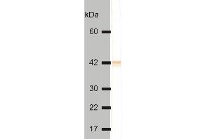 Detectionof cytokeratin 18 in HeLa cell lysate by mouse monoclonal antibody DC-10 .