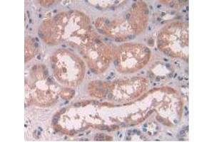 IHC-P analysis of Human Kidney Tissue, with DAB staining. (ATP6AP2 anticorps  (AA 17-302))