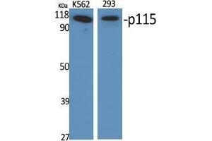 Western Blot (WB) analysis of specific cells using p115 Polyclonal Antibody.