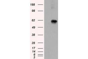 Image no. 7 for anti-Atrial Natriuretic Peptide Receptor 3 (NPR3) antibody (ABIN1499806) (NPR3 anticorps)
