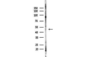 Western blot analysis of lysates from HepG2 cells(heat-shock,45 min treatment), using ARRS Antibody at 1/1000 dilution.