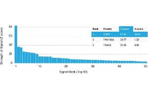 Analysis of Protein Array containing more than 19,000 full-length human proteins using MRP3 Mouse Monoclonal Antibody (ABCC3/2971).