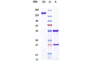 Anti-IFNa1 Reference Antibody (sifalimumab) on SDS-PAGE under reducing (R) condition.