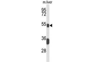 Western blot analysis of BCL3 Antibody (Center) in mouse liver tissue lysates (35µg/lane). (BCL3 anticorps  (Middle Region))