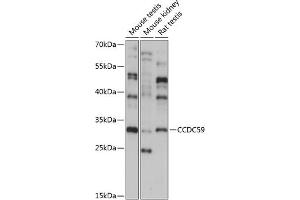 Western blot analysis of extracts of various cell lines, using CCDC59 antibody (ABIN7266440) at 1:1000 dilution. (CCDC59 anticorps  (AA 1-241))