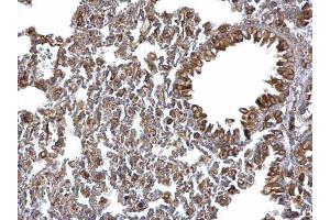 IHC-P Image ERp57 antibody [C3], C-term detects ERp57 protein at cytosol on mouse lymph node by immunohistochemical analysis.