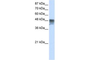 Western Blotting (WB) image for anti-RNA Binding Motif, Single Stranded Interacting Protein 3 (RBMS3) antibody (ABIN2462063) (RBMS3 anticorps)