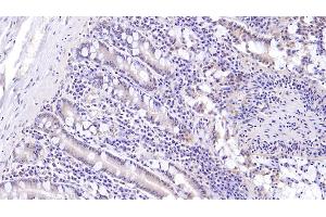 Detection of MUC5B in Human Small intestine Tissue using Monoclonal Antibody to Mucin 5 Subtype B (MUC5B) (MUC5B anticorps  (AA 5653-5762))