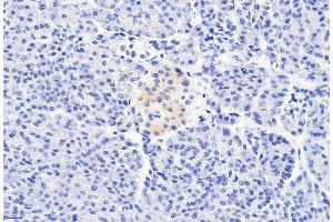 ABIN185407 (6µg/ml) staining of paraffin embedded Human Pancreas.