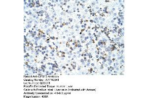 Rabbit Anti-CPSF3 Antibody  Paraffin Embedded Tissue: Human Liver Cellular Data: Liver cells Antibody Concentration: 4. (CPSF3 anticorps  (C-Term))