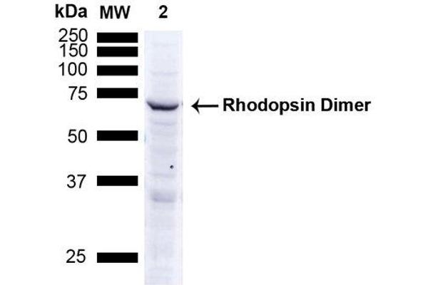 Rhodopsin anticorps  (FITC)