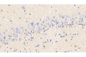 Detection of PRDX6 in Bovine Cerebellum Tissue using Polyclonal Antibody to Peroxiredoxin 6 (PRDX6)