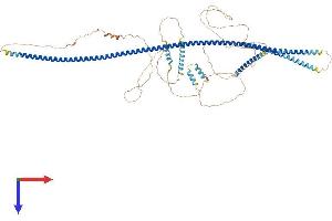 AlphaFold protein structure predicition of Human Recombinant AMOTL2 Protein, UniprotID Q9Y2J4