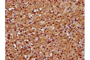 IHC image of ABIN7160232 diluted at 1:388 and staining in paraffin-embedded human adrenal gland tissue performed on a Leica BondTM system. (SMAD3 anticorps  (AA 1-230))