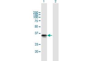 Western Blot analysis of MYD88 expression in transfected 293T cell line by MYD88 MaxPab polyclonal antibody.