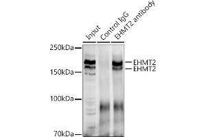 anti-Ankyrin Repeat-Containing Protein (EHMT2) (AA 877-1176) antibody