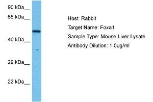 Host: Mouse Target Name: FOXA1 Sample Tissue: Mouse Liver Antibody Dilution: 1ug/ml