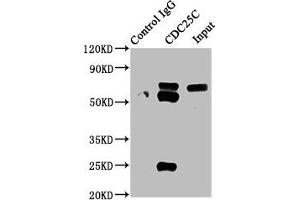 Immunoprecipitating CDC25C in HEK293 whole cell lysate Lane 1: Rabbit control IgG instead of ABIN7127412 in HEK293 whole cell lysate. (Recombinant CDC25C anticorps)