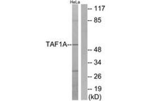 Western blot analysis of extracts from HeLa cells, using TAF1A Antibody. (TAF1A anticorps  (AA 301-350))