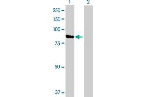 Western Blot analysis of VAC14 expression in transfected 293T cell line by VAC14 MaxPab polyclonal antibody. (VAC14 anticorps  (AA 1-782))