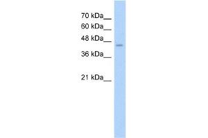 WB Suggested Anti-ASS Antibody Titration:  2.