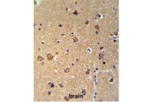 ANKH Antibody (C-term) IHC analysis in formalin fixed and paraffin embedded brain tissue followed by peroxidase conjugation of the secondary antibody and DAB staining. (ANKH anticorps  (C-Term))