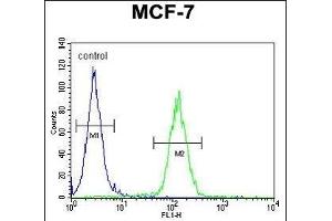 USF1 Antibody (Center) (ABIN655030 and ABIN2844661) flow cytometric analysis of MCF-7 cells (right histogram) compared to a negative control cell (left histogram). (USF1 anticorps  (AA 174-201))