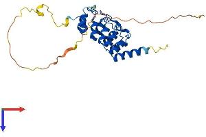 AlphaFold protein structure predicition of Human Recombinant RFXANK Protein, UniprotID O14593