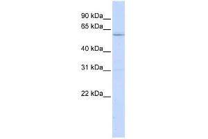 LRRC15 antibody used at 1 ug/ml to detect target protein. (LRRC15 anticorps  (N-Term))