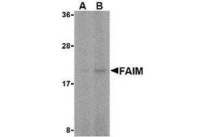 Western blot analysis of FAIM in human spleen tissue lysate with AP30328PU-N FAIM antibody at (A) 5 and (B) 10 μg/ml. (FAIM anticorps  (C-Term))
