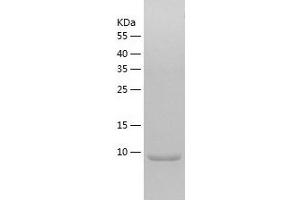 Western Blotting (WB) image for Chemokine (C-C Motif) Ligand 17 (CCL17) (AA 24-94) protein (His-IF2DI Tag) (ABIN7122269)