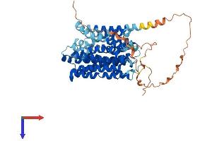 AlphaFold protein structure predicition of Mouse Recombinant Slc16a8 Protein, UniprotID O35308