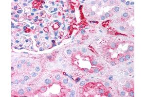 Anti-Fibrinogen antibody IHC of human kidney. (Fibrinogen anticorps)
