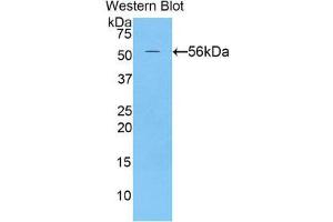 Western Blotting (WB) image for anti-Netrin 1 (NTN1) (AA 313-565) antibody (ABIN1860069)