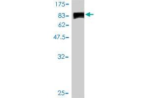 Western Blot detection against Immunogen (107.