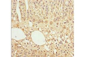 Immunohistochemistry of paraffin-embedded human adrenal gland tissue using ABIN7153645 at dilution of 1:100 (GAS2L1 anticorps  (AA 130-400))