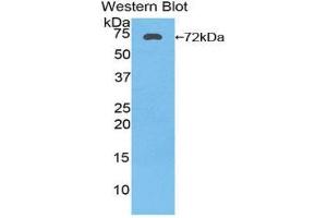 Western Blotting (WB) image for anti-Heat Shock 70kDa Protein 1A (HSPA1A) (AA 1-641) antibody (ABIN1174202) (HSP70 1A anticorps  (AA 1-641))
