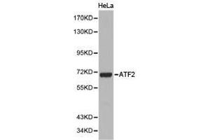 Western Blotting (WB) image for anti-Activating Transcription Factor 2 (ATF2) antibody (ABIN1871128) (ATF2 anticorps)