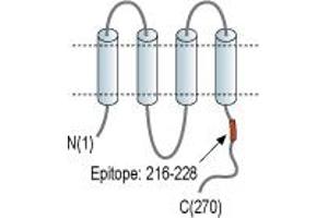 Representative domain view of the target of ABIN7885027.