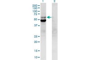 Western Blot analysis of POLD2 expression in transfected 293T cell line by POLD2 MaxPab polyclonal antibody. (POLD2 anticorps  (AA 1-469))