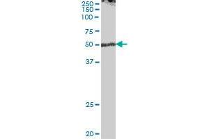 ENPP7 MaxPab polyclonal antibody.