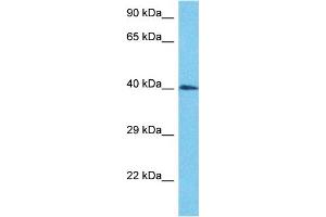 Host:  Rabbit  Target Name:  MYCLP1  Sample Type:  HepG2 Whole Cell lysates  Antibody Dilution:  1. (MYCL2 anticorps  (N-Term))