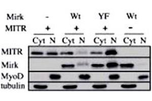 Immunoblots for HDAC9 polyclonal antibody , Mirk, MyoD and tubulin proteins are shown for cytoplasmic (Cyt) and nuclear (N) extracts from undifferentiated C2C12 myoblasts.
