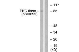 Western Blotting (WB) image for anti-Protein Kinase C, theta (PRKCQ) (pSer695) antibody (ABIN1847342) (PKC theta anticorps  (pSer695))