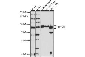 Western blot analysis of extracts of various cell lines, using LETM1 antibody  at 1:1000 dilution. (LETM1 anticorps  (AA 1-140))