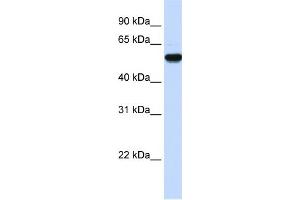 WB Suggested Anti-EEF1A2 Antibody Titration:  0. (EEF1A2 anticorps  (Middle Region))